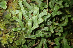 Marchantia emarginata