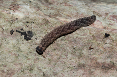 Tenthredo ferruginea