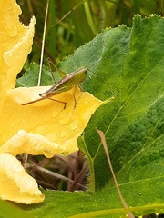 Orthoptera