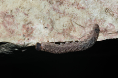 Tenthredo ferruginea
