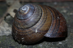 Asperitas