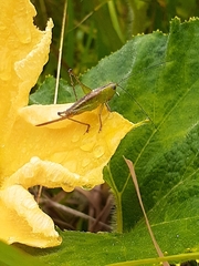 Orthoptera