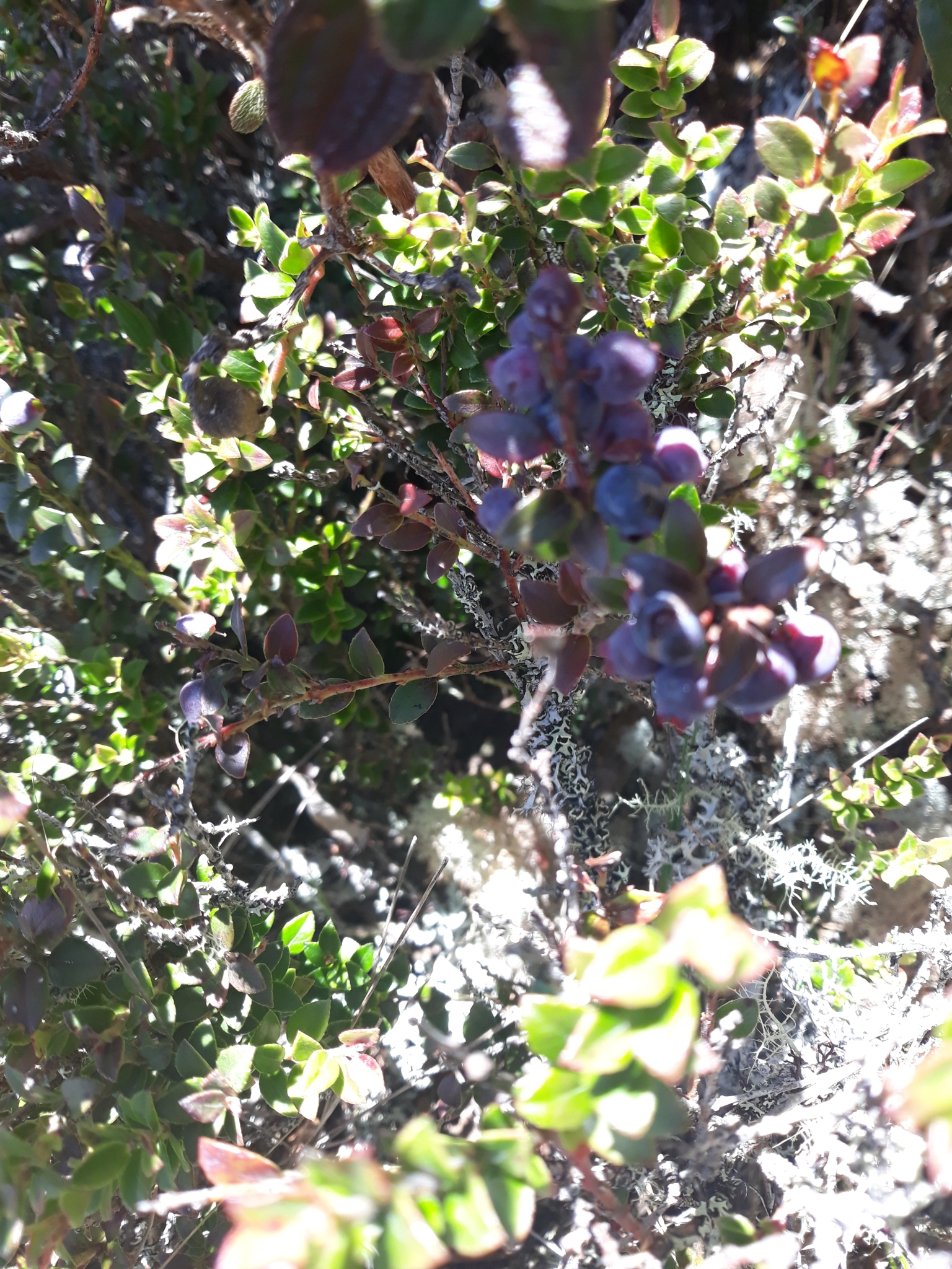 Vaccinium floribundum image