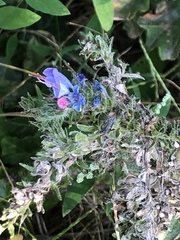 Echium vulgare
