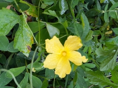 Momordica charantia