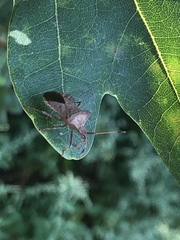 Coreus marginatus