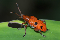 Lema quadripunctata