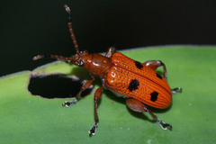 Lema quadripunctata