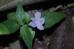 Ruellia repens