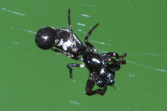 Cyclosa bulla
