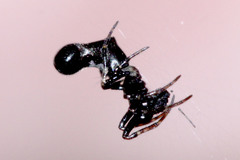 Cyclosa bulla