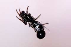 Cyclosa bulla