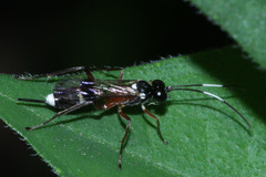 Goryphus