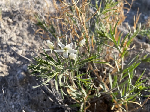 Image of Amsonia tharpii by (c) Martin Purdy, some rights reserved (CC BY)