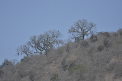 Ceiba trischistandra