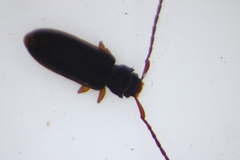 Uleiota debilis
