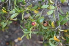 Diospyros scabrida