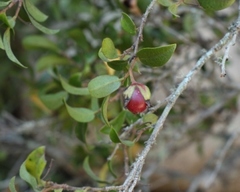 Diospyros scabrida