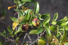 Diospyros scabrida