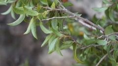 Diospyros scabrida