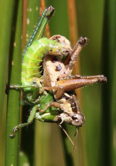 Melanoplus marginatus