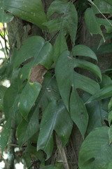 Epipremnum