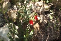 Erica diaphana