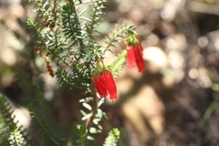 Erica diaphana