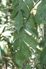 Epipremnum