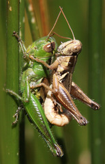 Melanoplus marginatus