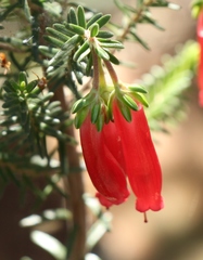 Erica diaphana