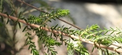 Erica diaphana