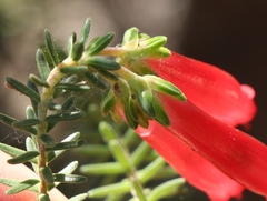 Erica diaphana