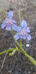 Moraea lugubris