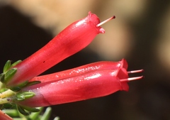 Erica diaphana