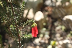 Erica diaphana
