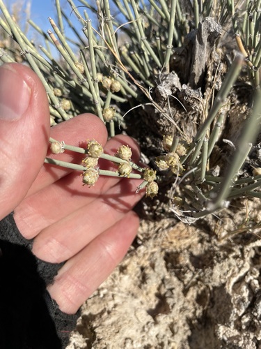 Image of Ephedra torreyana by (c) Martin Purdy, some rights reserved (CC BY)