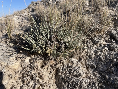 Image of Ephedra torreyana by (c) Martin Purdy, some rights reserved (CC BY)