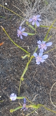 Moraea lugubris