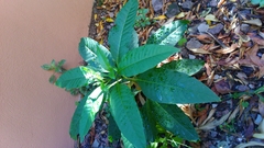 Phytolacca americana