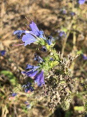 Echium vulgare