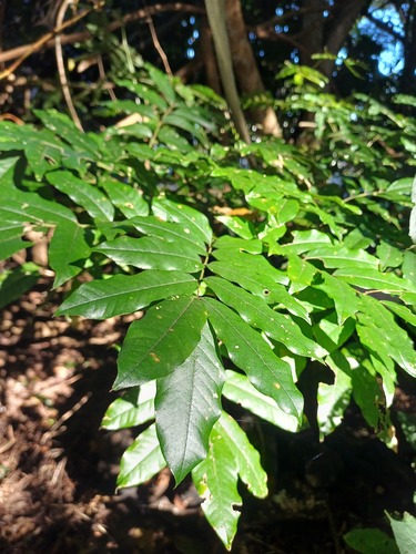 Millettia grandis, photograph 6