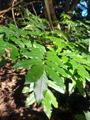 Millettia grandis, photograph (c) Margaret Burger, some rights reserved (CC BY-SA)