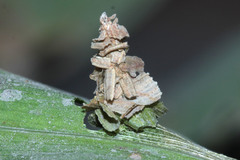 Pagodiella