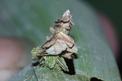 Pagodiella
