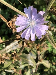 Cichorium intybus