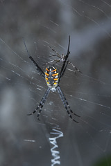 Argiope catenulata