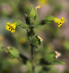 Mimetanthe pilosa