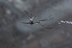 Argiope catenulata