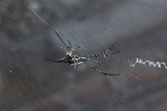 Argiope catenulata